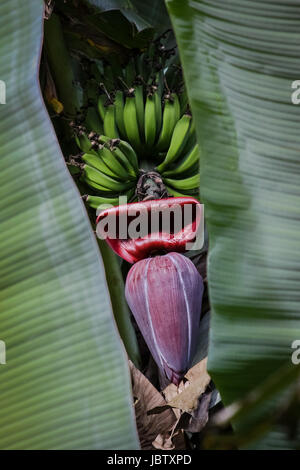 Banana blossom con banane verdi, vista attraverso le foglie di banano, Brasile Foto Stock