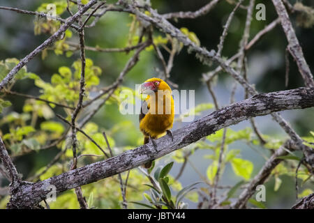 Lo zafferano toucanet seduto su un ramo in foresta atlantica, Itatiaia, Brasile Foto Stock