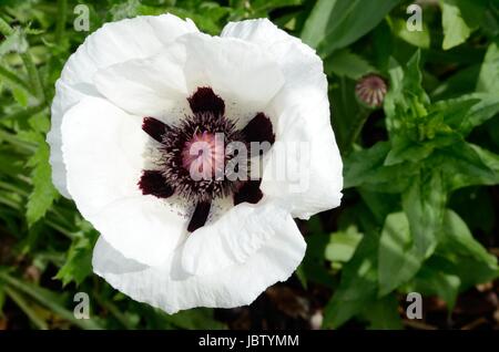 Papaver orientale Royal Wedding papavero ornamentali Foto Stock