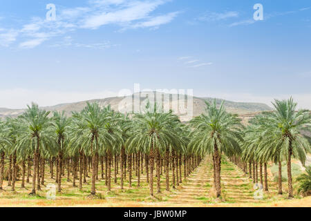 Data palme su Orchard piantagione in Galilea della valle del Giordano contro Israele Golan Foto Stock