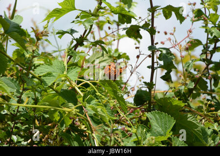 Virgola butterfly poggia su una foglia in un incolto siepe, mostrando il bianco distinte C, o a virgola marcatura sul lato inferiore della sua ala Foto Stock