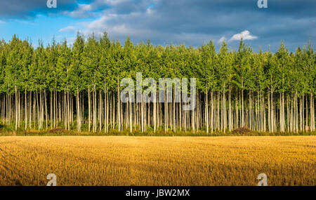Paesaggio con albero dritto riga al giorno di estate in Finlandia Foto Stock