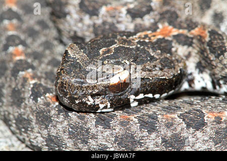 Dusky Rattlesnake Nana (Sistrurus miliarius barbouri) avvolto per colpire Foto Stock