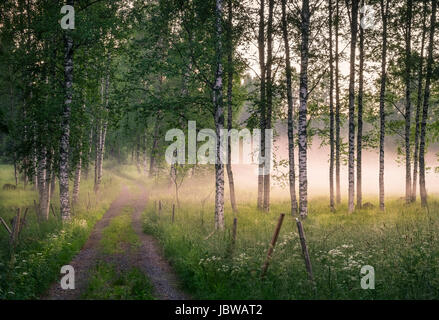 Paesaggio con strada idilliaco e la nebbia in serata estiva in Finlandia Foto Stock