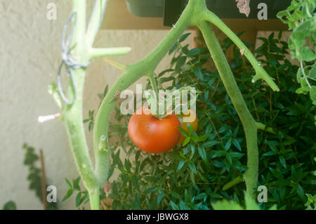 Il pomodoro stagiona su una boccola in una comunità urbana giardino. Auto le verdure sono un trend con molti seguaci che credono che questo metodo potrebbe ridurre la c Foto Stock