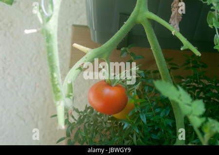 Il pomodoro stagiona su una boccola in una comunità urbana giardino. Auto le verdure sono un trend con molti seguaci che credono che questo metodo potrebbe ridurre la c Foto Stock