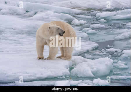 Femmina orso polare (Ursus maritimus), arcipelago delle Svalbard, il Mare di Barents, Norvegia Foto Stock