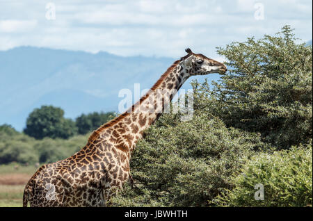 Un Masai Giraffe alimenta sulla sommità di Acacia Foto Stock