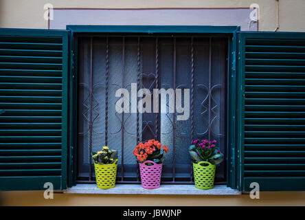 Tre fiori colorati vasi nella finestra Foto Stock