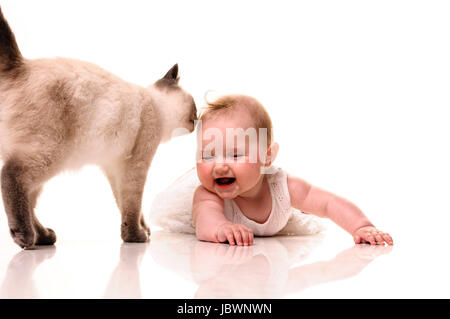 Baby girl giocando con il British Shorthair bluepoint gattino. Isolato su sfondo bianco Foto Stock