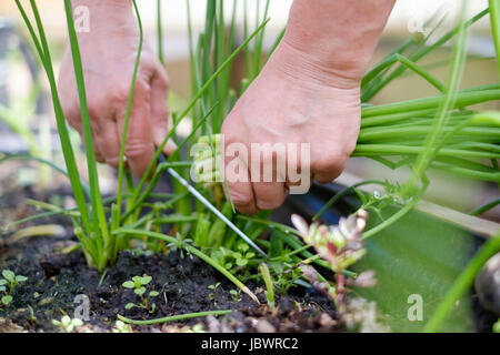 Mazzetto di taglio fresco di cipollotti nell'azienda. Agricoltore erba tagliata per alimenti Foto Stock