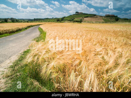 Colture di cereali e agriturismo in Toscana, Italia Foto Stock