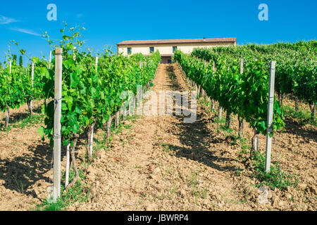 Le piantagioni di vite e agriturismo in Toscana, Italia. Foto Stock