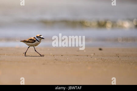 Plover malese su una spiaggia remota. Pranburi Forest Park, Prachup Khiri Khan, Thailandia. Foto Stock