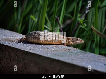 Comune / lucertola vivipara, Lacerta vivipara, crogiolarvi al sole su una passerella in legno Foto Stock