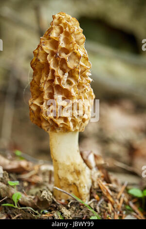 Comune di fungo morel (Morchella esculenta) sul suolo della foresta, primo piano Foto Stock