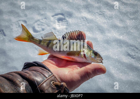 Pesca sul ghiaccio, Kangos, Lapponia, Svezia Foto Stock