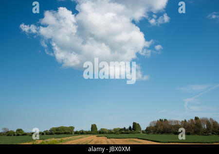 Il Cumulus bianche nuvole drammatico su un cielo blu al di sopra di un Britannico agricola terra d'erba. Foto Stock