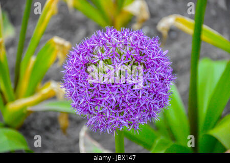 Allium giganteum, noto anche come cipolla gigante con un piccolo wasp su di esso n Parc Jean Drapeau. Foto Stock