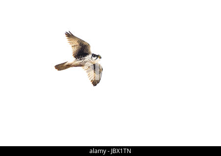 Prairie Falcon a volare su sfondo bianco Foto Stock