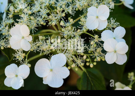 Hydrangea Petiolaris, anomala, Climbing Hydrangea. Foto Stock