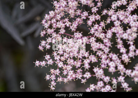 Sambucus Nigra, pizzo nero, Bourtree, comune sambuco Foto Stock
