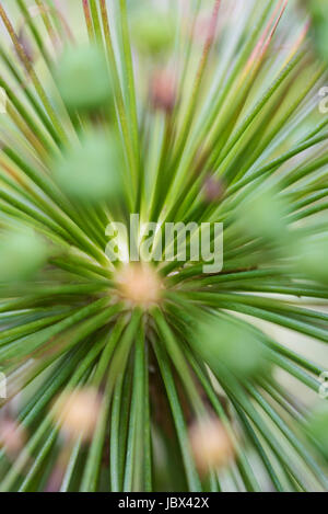 Extreme close up di Allium viola sensazione di testa di sementi. Foto Stock
