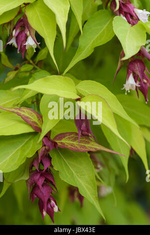 Leycesteria Formosa.Himalayan Caprifoglio.caprifoliaceae Foto Stock