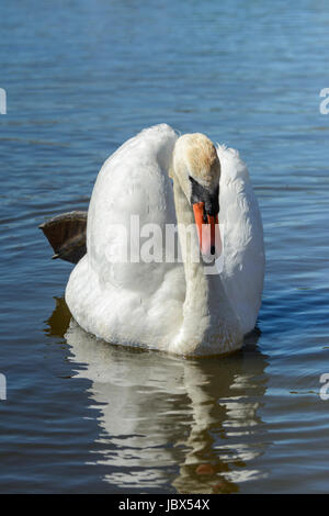 Cigno (Cygnus olor) a Abbotsbury Swannery, Abbotsbury, Dorset, England, Regno Unito Foto Stock