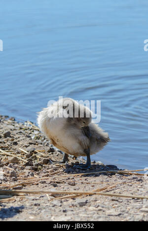 Cigno cygnet (Cygnus olor) a Abbotsbury Swannery, Abbotsbury, Dorset, England, Regno Unito Foto Stock