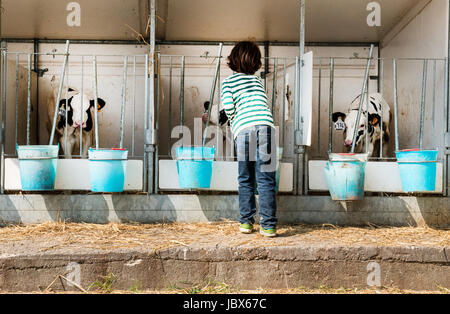 Vista posteriore del ragazzo petting vitelli su organic dairy farm Foto Stock