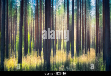 Whispering alberi. Questo effetto è stato realizzato da oscillazioni della fotocamera. Questo è stato preso dalla soleggiata giornata estiva nella foresta di pini Nurmijärvi, Finlandia Foto Stock