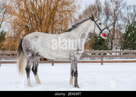 Il cavallo in lana grigio poggia su un campo nevoso in inverno Foto Stock
