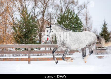 Ritratto di un cavallo in mele in esecuzione attraverso la neve in inverno in un ranch Foto Stock