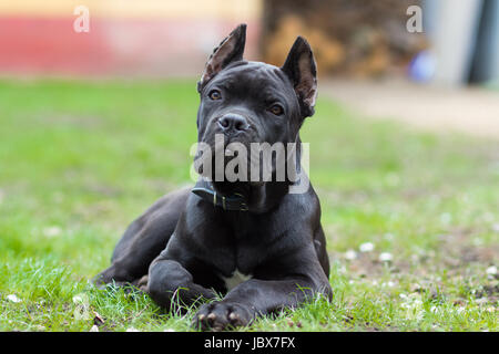 Cucciolo di età 3 mesi del Cane Corso razza di colore nero si trova sull'erba Foto Stock