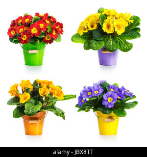 Primula di coloratissimi fiori nella raccolta della benna isolati su sfondo bianco Foto Stock