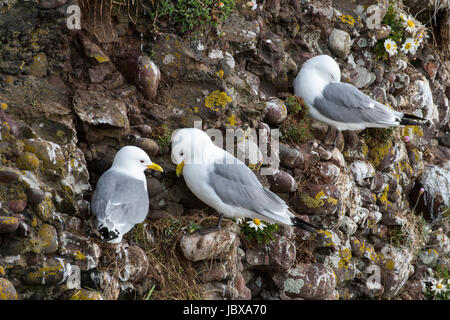 Nero-zampe (kittiwakes Rissa tridactyla) nidi su sporgenze rocciose in mare scogliera a colonia di uccelli marini, Fowlsheugh, Aberdeenshire, Scotland, Regno Unito Foto Stock