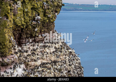 Nero-zampe, kittiwakes razorbills e guillemots nidi su sporgenze rocciose in mare scogliera a colonia di pinguini in primavera, Fowlsheugh, Scotland, Regno Unito Foto Stock