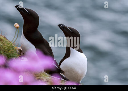 Due razorbills (Alca torda) su una scogliera a colonia di pinguini in primavera, Scotland, Regno Unito Foto Stock