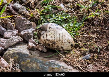 Razorbill (Alca torda) uovo su una scogliera in colonie di uccelli marini in primavera, Scotland, Regno Unito Foto Stock