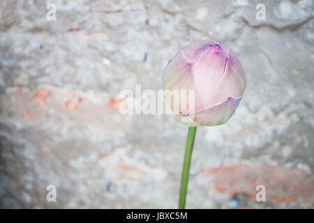 Pink lotus bud con sfondo vintage Foto Stock