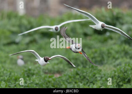 Puffin essendo assaliti da black-guidato i gabbiani Foto Stock