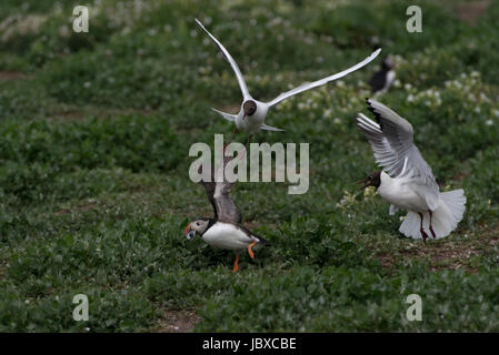 Puffin essendo assaliti da black-guidato i gabbiani Foto Stock