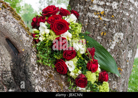 Braustrauß in einem Baum hängend Foto Stock