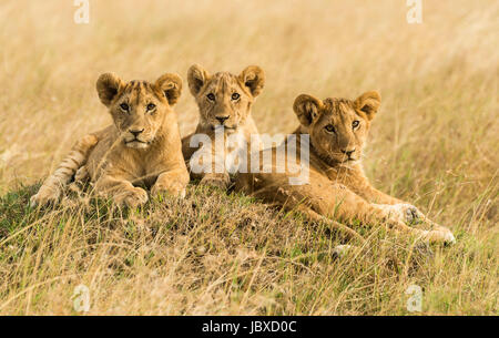 African Lion Cubs in appoggio in Kenya Foto Stock