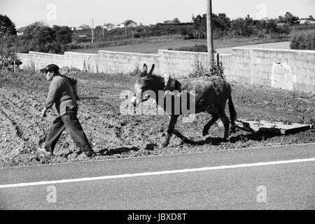 Donna femmina agricoltore coltivando la terra utilizzando un asino in Galizia nel nord della Spagna Foto Stock