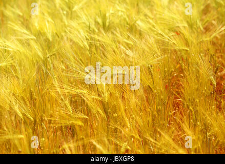 Foto di una macro di un meraviglioso campo di segale in una giornata di sole Foto Stock