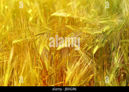 Foto di una macro di un meraviglioso campo di segale in una giornata di sole Foto Stock