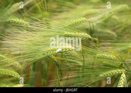 Foto di una macro di un meraviglioso campo di segale in una giornata di sole Foto Stock