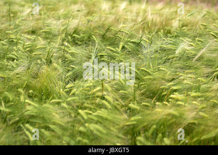 Foto di una macro di un meraviglioso campo di segale in una giornata di sole Foto Stock